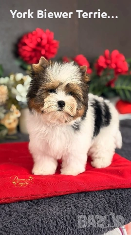 Йоркширски Териер! Миниатюрно момче с родословие! Доставка 