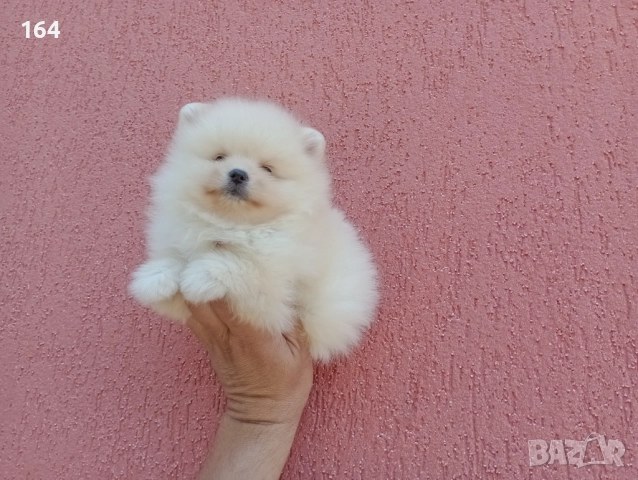 Женски Померани. Реални снимки от 07.12.25 г. , снимка 6 - Померан - 52670254