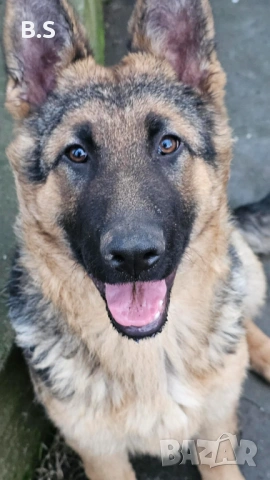 Чистокръвна немска овчарка , снимка 4 - Немска овчарка - 53453416