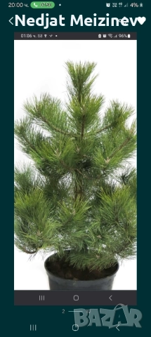 Дъб- Космат, Цер и Благун и бор -2 и 3 годишни, снимка 3 - Градински цветя и растения - 44931750