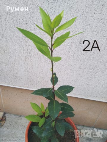 Дафинов лист (лавър), снимка 1 - Градински цветя и растения - 28988020
