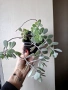 Каланхое Пумила,  Kalanchoe pumila, снимка 5