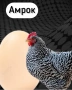 Оплодени яйца от амрок, снимка 1