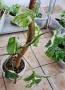 Monstera Albo Variagata, снимка 2