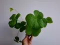 Оксалис, Oxalis Bowiei, снимка 1