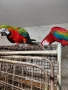 Ръчнохранени ара арлекин и ара руби, снимка 2