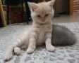 Британска късокосместа малки котенца, снимка 4