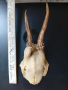 Еленови рога - 2 броя(малки, с част от черепа), снимка 6