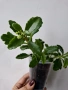 Каланхое, kalanchoe wendy Tinker bell, снимка 2