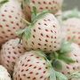 100 семена от плод бяла ягода органични плодови ягодови семена от вкусни ягоди отлични плодове с мно, снимка 4