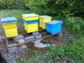 Пчелни кошери с пчелни семейства, снимка 1 - Стоки за пчели - 41903759