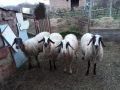 Продавам млади овце , снимка 1