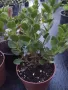 Каланхое Kalanchoe mangini, снимка 1