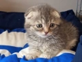 Шотландски клепоухи котенца, снимка 13