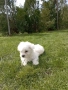 Малтийска болонка момиче , снимка 3
