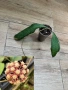 Хоя. Hoya sp Tanggamus , снимка 1