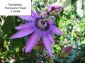 Пасифлора (Passiflora), снимка 4