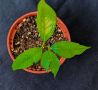 ЛИЧИ - малки дръвчета фиданки - Litchi Mauritius - екзотичен плод - витаминозна бомба, снимка 6