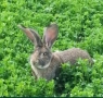 Продавам зайци порода БЕЛГИЙСКИ ВЕЛИКАН чистокръвни,цена по договаряне, снимка 5