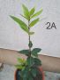 Дафинов лист (лавър), снимка 1 - Градински цветя и растения - 28988020