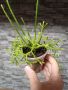 Рипсалис, снимка 1 - Стайни растения - 45374510