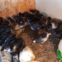 Продавам  пилета, снимка 12 - Кокошки и пуйки - 45471918