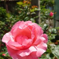 Рози, снимка 3 - Градински цветя и растения - 45479639