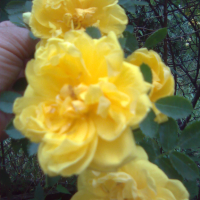 Жълт трендафил-катерлива роза, снимка 3 - Градински цветя и растения - 44948933