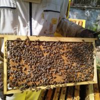 Малки пчелни семейства / ОТВОДКИ, снимка 4 - Други животни - 45545459