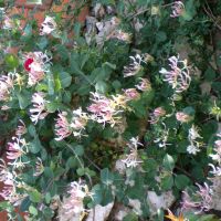 Лоницера - втори вид, снимка 2 - Градински цветя и растения - 45540498