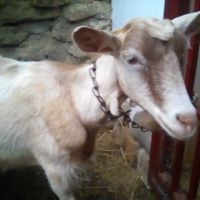 Продавам стадо 6 кози и 5 ярета, снимка 7 - Кози - 45891654