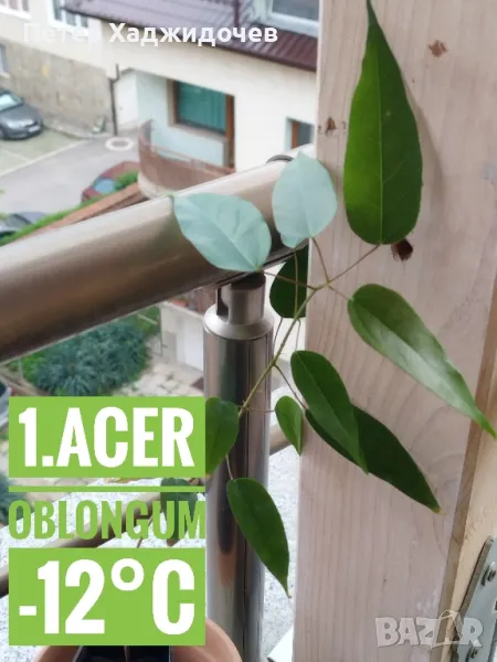 Продавам разсад от вечнозелен дъб и явор, снимка 1