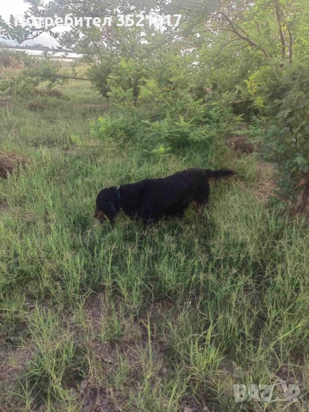 Шотландски сетер/Гордън, снимка 1