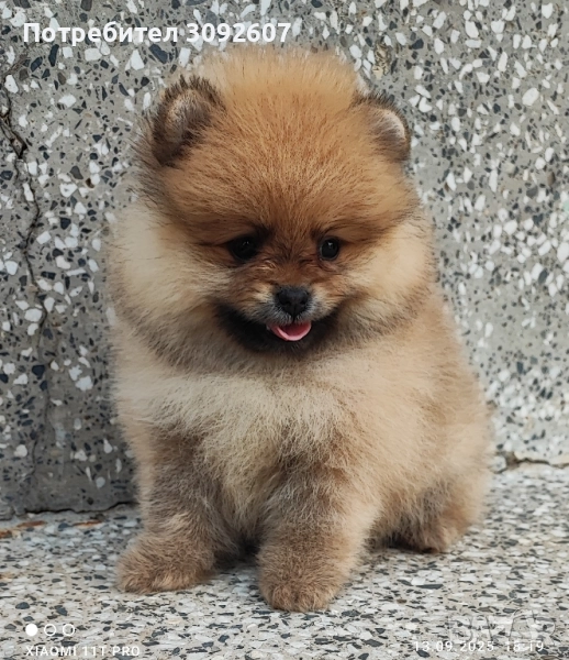 Померан момче , снимка 1