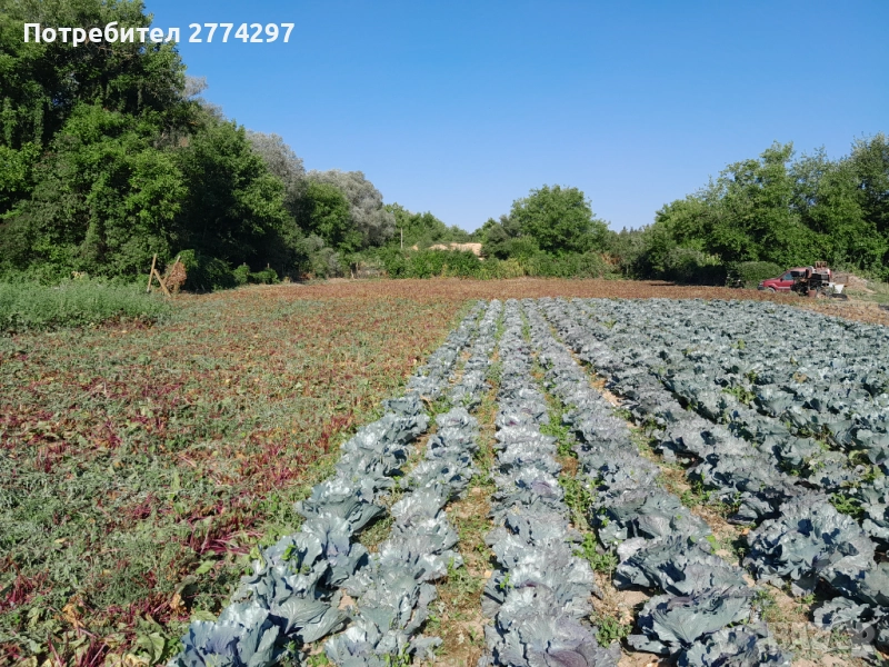 Червено зеле Попово , снимка 1