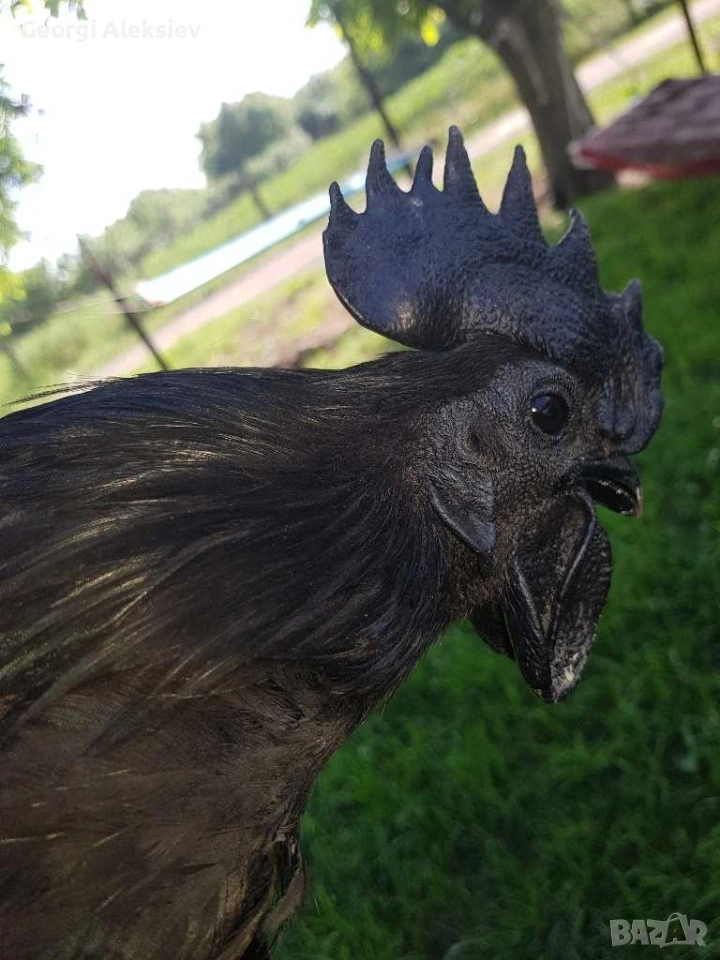 Разплодни яйца от Аям кемани, снимка 1