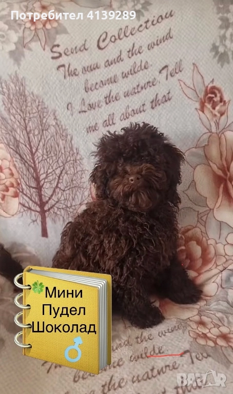 Мини пудел мини, снимка 1