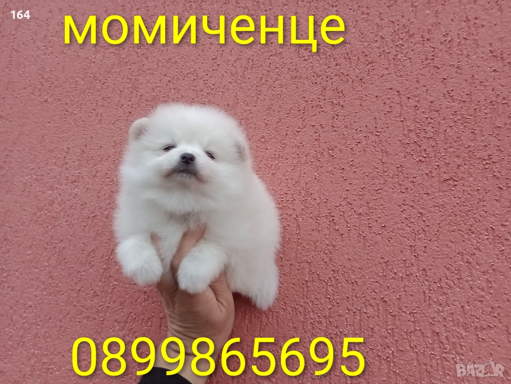 Померани. Реални снимки от 05.01.26 г. , снимка 1