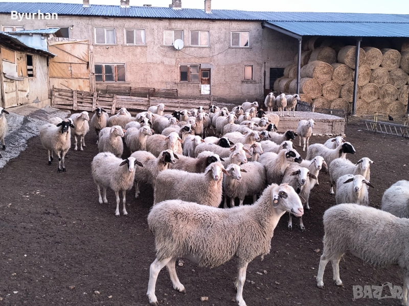 Продавам млади бременни овце , снимка 1