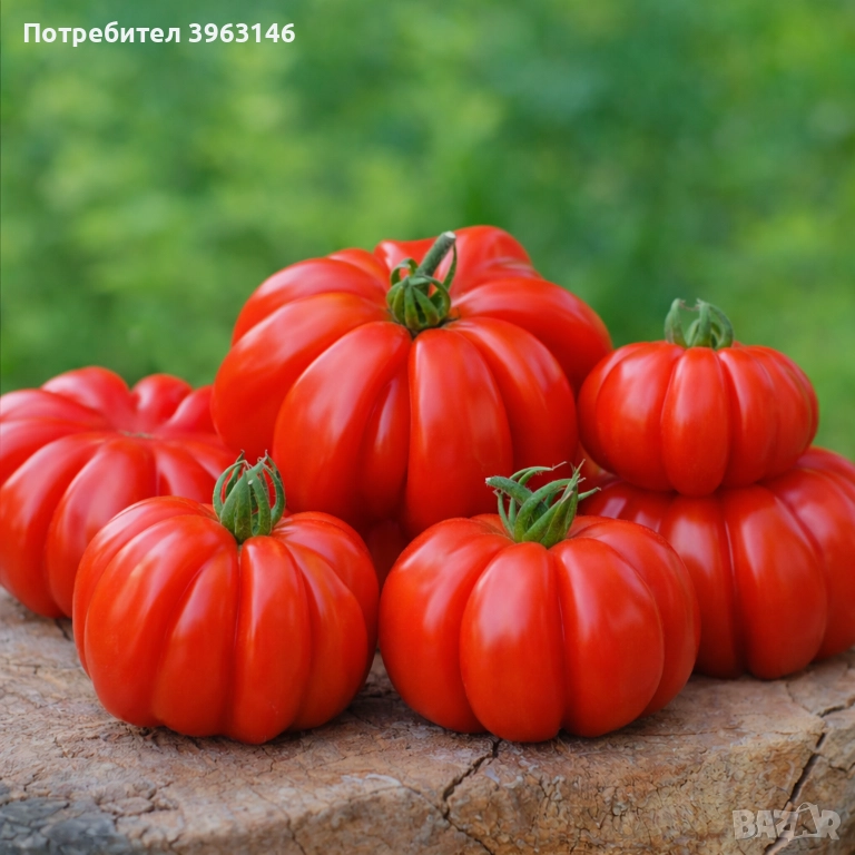 Семена за Стотинки, снимка 1