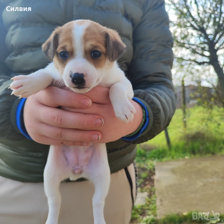 Джак Ръсел , снимка 1