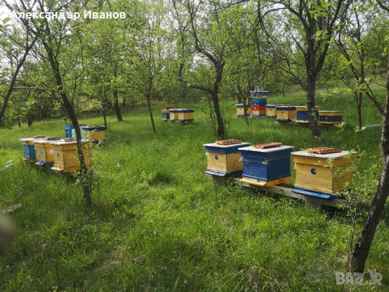 Пчелни семейства с кошерите , снимка 1