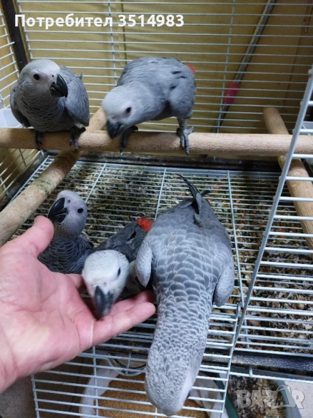 Бебета Кралско жако , снимка 1