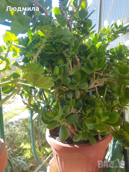 Мушкато,дърво на живота,Шефлера  и др.растения готови за декорация и подарък, снимка 1