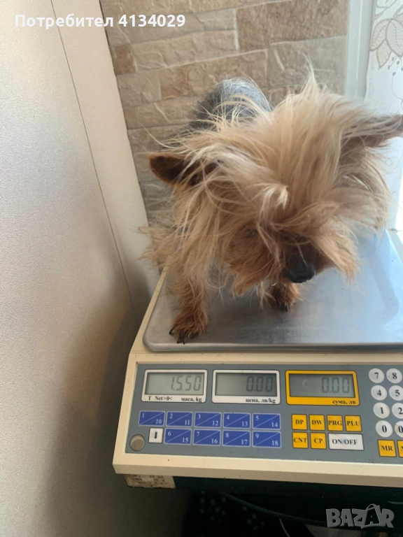 Супер мини Йорки мъжки 1,5 кг, снимка 1