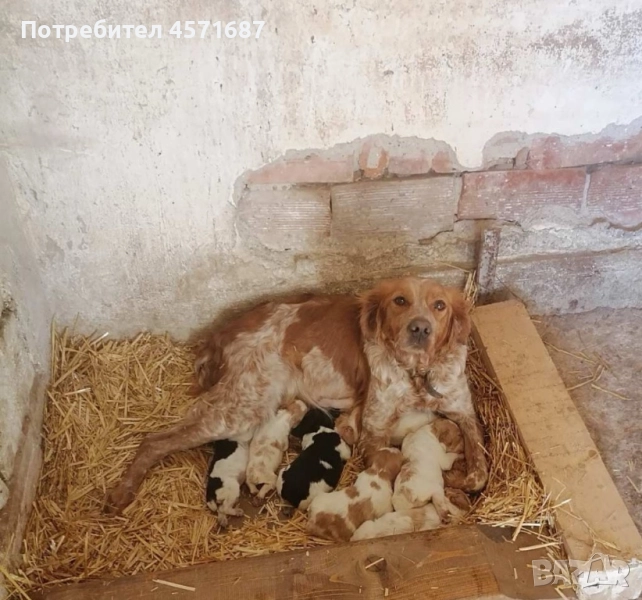 Малки кучета - епаньол бретон , снимка 1