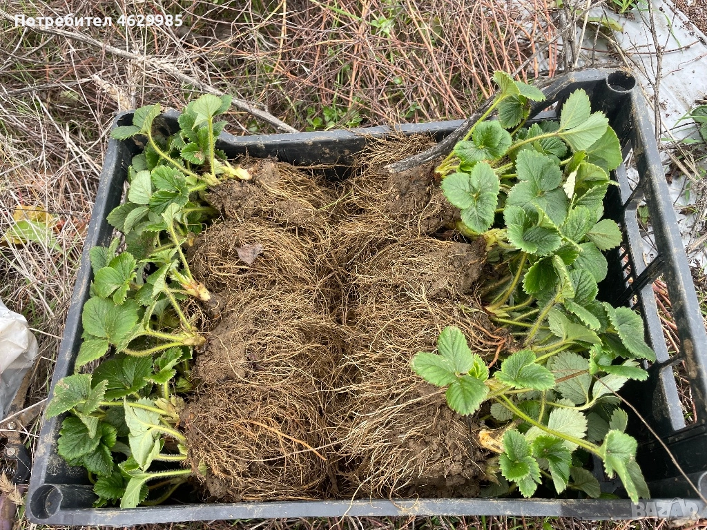 Продавам разсад ягоди, снимка 1