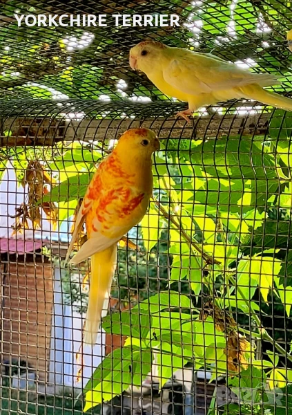 Пойни Рубино-чифт, снимка 1