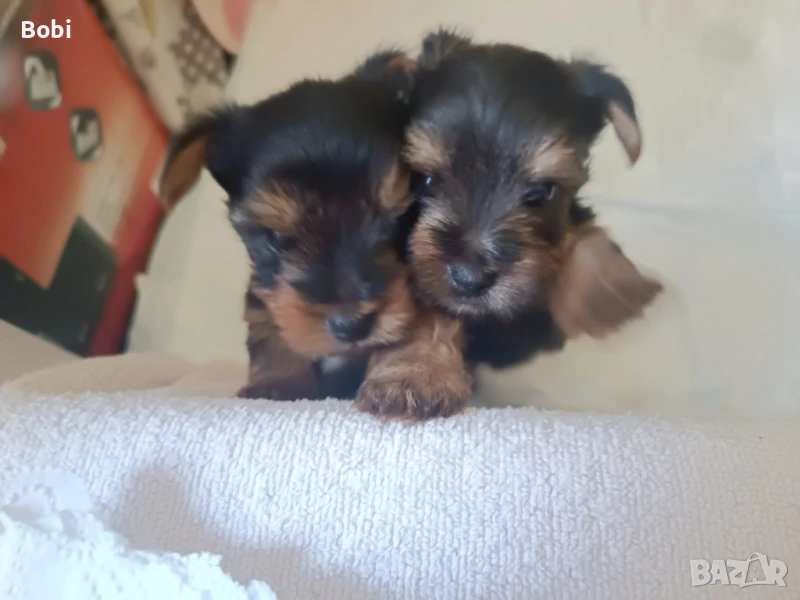 Йоркширски териер , снимка 1