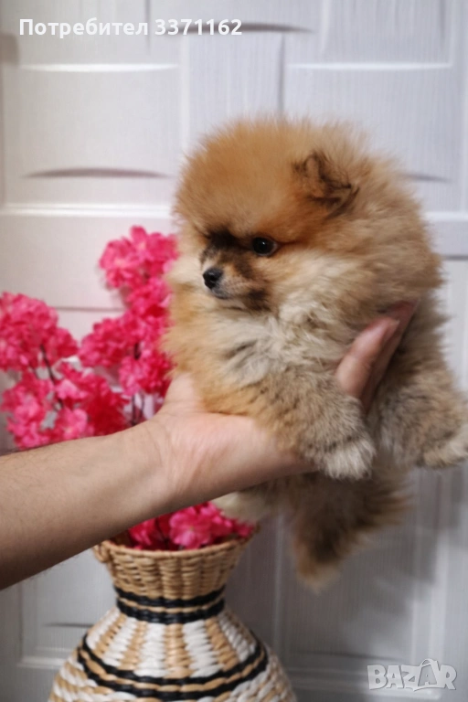 померан, снимка 1